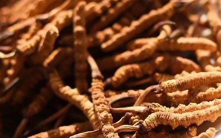 野生冬蟲(chóng)夏草多少錢(qián)一克