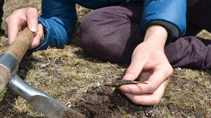 怎樣鑒別<a href=http://m.cyts-zx.com/tag/6.html target=_blank class=infotextkey>冬蟲夏草的產(chǎn)地</a>