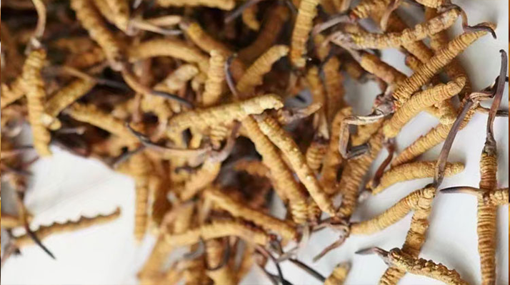 天然<a href=http://m.cyts-zx.com/jiage/ target=_blank class=infotextkey>冬蟲夏草多少錢</a>一克