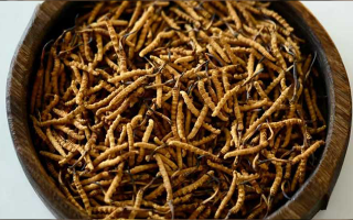 冬蟲夏草一克有多少條