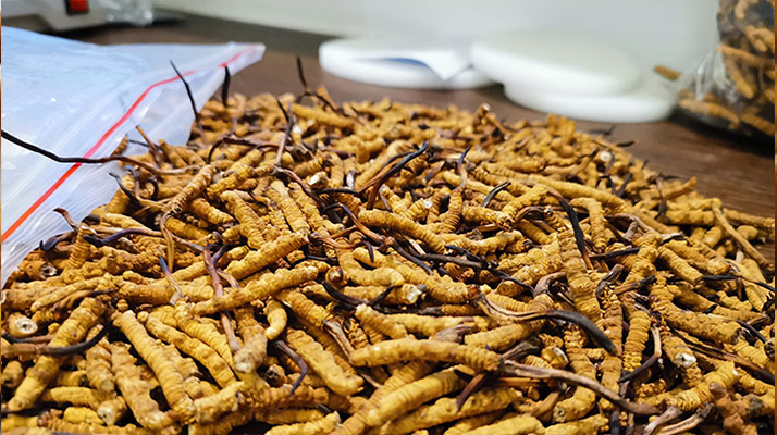 辨別新鮮冬蟲(chóng)夏草真假的實(shí)用指南