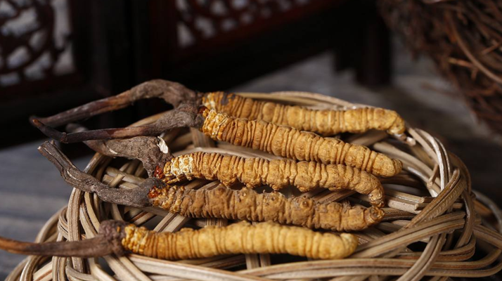 冬蟲(chóng)夏草是否有保質(zhì)期