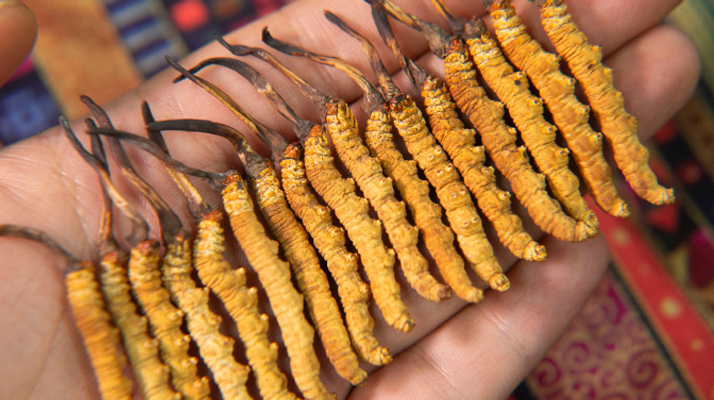 真正的<a href=http://m.cyts-zx.com/jiage/ target=_blank class=infotextkey>冬蟲夏草多少錢</a>一克