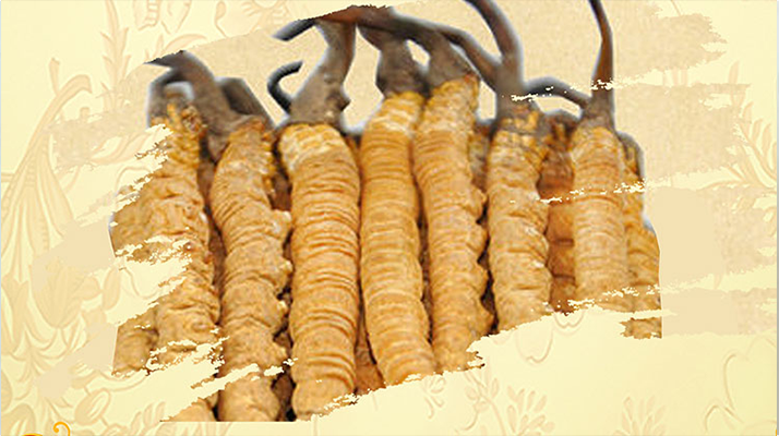 <a href=http://m.cyts-zx.com/ target=_blank class=infotextkey>冬蟲夏草</a>夏天如何保存