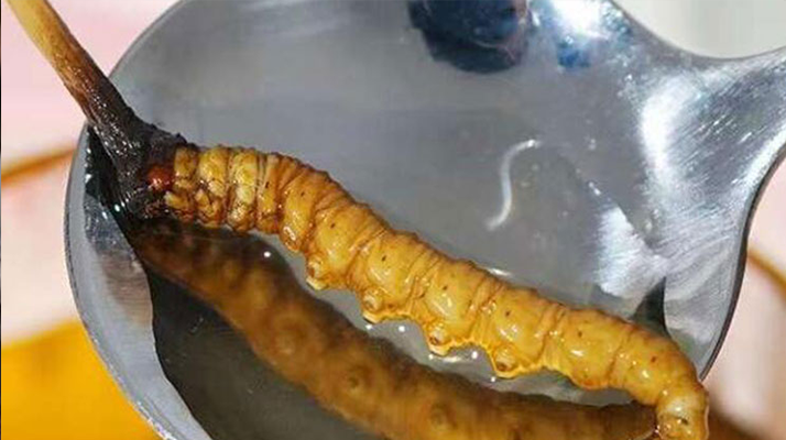 新鮮冬蟲夏草泡水時(shí)間