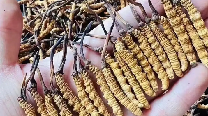 冬蟲夏草一克多少條？看懂規(guī)格，選對滋補品