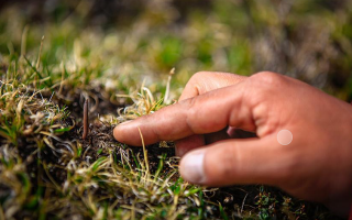 冬蟲夏草怎么找？自然采挖與市場獲取全指南