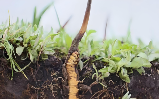 揭秘冬蟲夏草的 “童年時(shí)光”：從幼蟲到蟲草的奇妙蛻變