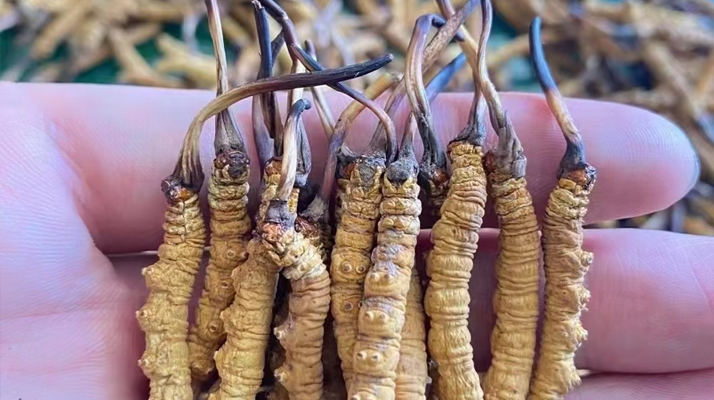 一盒冬蟲夏草多少錢？從規(guī)格到定位的價(jià)格解析