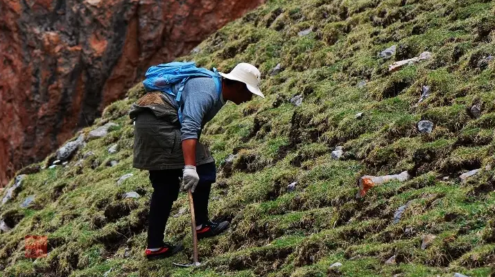冬蟲(chóng)夏草的采摘時(shí)間:自然節(jié)律與地域特性的雙重影響
