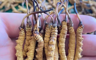 一盒冬蟲夏草多少錢？從規(guī)格到定位的價(jià)格解析