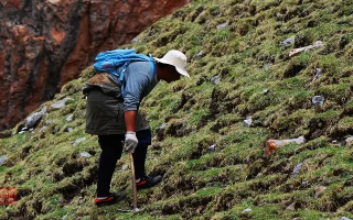 冬蟲(chóng)夏草的采摘時(shí)間：自然節(jié)律與地域特性的雙重影響