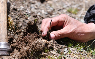 冬蟲(chóng)夏草采摘全紀(jì)實(shí)：一場(chǎng)海拔4500米的生命接力