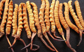 深圳冬蟲夏草價(jià)格指南：一克多少錢？