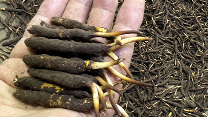 一天一根新鮮冬蟲夏草，這些功效藏不住