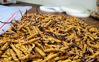 冬蟲(chóng)夏草：泡水喝還是煮一下？?jī)煞N食用方式的全面對(duì)比