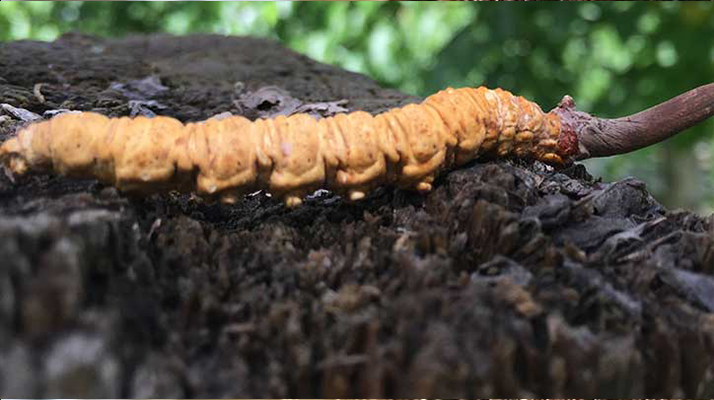 冬蟲(chóng)夏草送老人:合適與否需理性考量