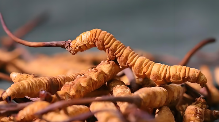 冬蟲夏草泡酒全攻略：所需材料、選材標(biāo)準(zhǔn)與準(zhǔn)備指南