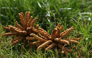 冬蟲夏草水煮燉多久才合適？精準(zhǔn)把控時(shí)長(zhǎng)的科學(xué)指南