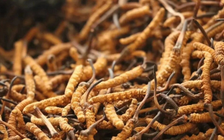 冬蟲夏草一條多少錢？單條價格的計算邏輯與實際范圍
