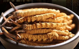 最新鮮的冬蟲夏草：產(chǎn)地、采挖與保存之辨