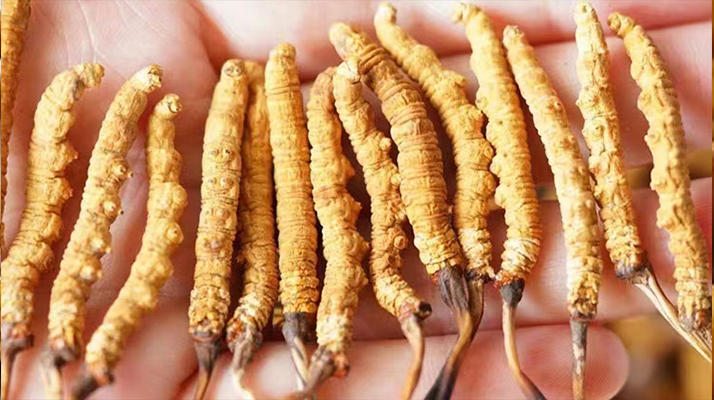 長(zhǎng)時(shí)間喝冬蟲(chóng)夏草好嗎？科學(xué)視角下的利弊與飲用指南