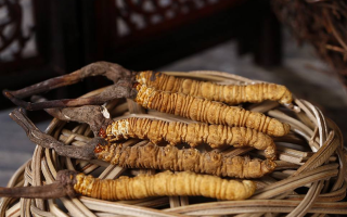 冬蟲夏草煲湯怎么煲好喝？營養(yǎng)與口感雙優(yōu)的實用指南