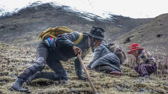 野生冬蟲夏草產(chǎn)地在哪里?核心產(chǎn)區(qū)與品質(zhì)特點(diǎn)解析