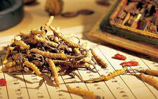 冬蟲(chóng)夏草適合老人吃嗎？科學(xué)分析與食用建議