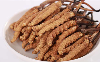 正宗冬蟲夏草大斷草 2 克：品質與價值的理性解讀