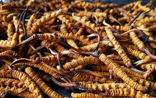 一根冬蟲夏草大概多少錢？價格背后的秘密