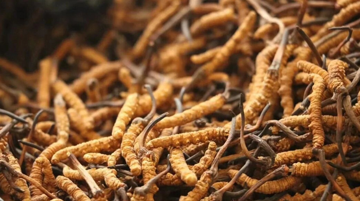 冬蟲夏草現(xiàn)在多少錢？價(jià)格探秘