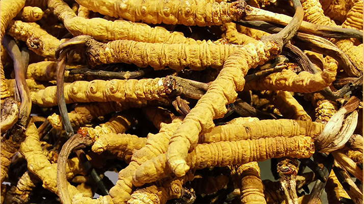 新鮮冬蟲(chóng)夏草一克多少錢(qián) 