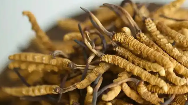 解密 “大個頭” 冬蟲夏草：何為優(yōu)質(zhì)大蟲草，價值何在？