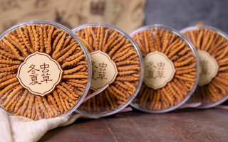 新鮮冬蟲夏草如何做酒？解鎖鮮蟲草泡酒的科學(xué)方法