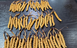 野生冬蟲夏草泡酒比例詳解：掌握黃金配比，泡出滋補好酒