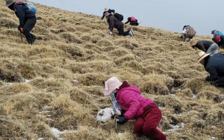 冬蟲(chóng)夏草采挖看月份！4-7月各產(chǎn)區(qū)差異大，5-6月是“黃金窗口”