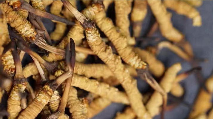 一茶杯水泡幾根冬蟲夏草？這份沖泡指南請收好