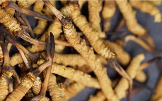 一茶杯水泡幾根冬蟲夏草？這份沖泡指南請收好