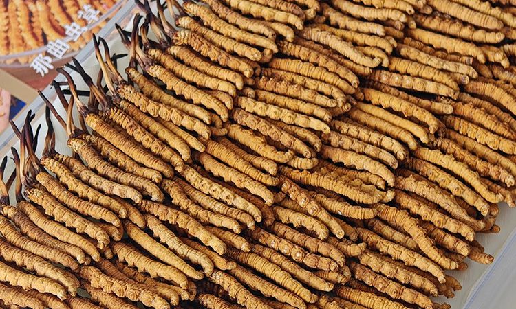 斷的冬蟲夏草：效果是否打折？科學(xué)解讀與實用建議