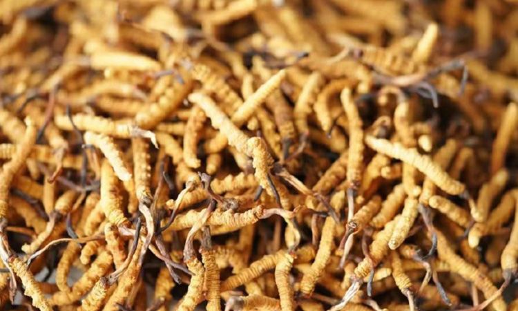 解密冬蟲(chóng)夏草頭期蟲(chóng)草:品質(zhì)優(yōu)勢(shì)與鑒別指南