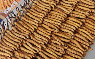 斷的冬蟲夏草：效果是否打折？科學(xué)解讀與實用建議