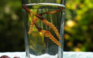 鎖陽冬蟲夏草泡酒：配伍原理、制作方法與飲用規(guī)范