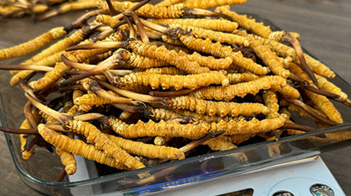 新鮮冬蟲夏草一次吃幾根？科學用量指南來了?