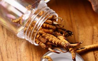 冬蟲(chóng)夏草多少錢(qián)一條？2025 年單條價(jià)格換算與選購(gòu)攻略