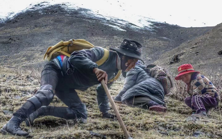 西藏哪些地方是冬蟲夏草產(chǎn)地？核心產(chǎn)區(qū)與品質(zhì)特點解析