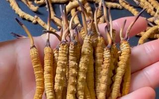 真假冬蟲夏草怎么辨別？5 個(gè)實(shí)用方法 + 避坑指南