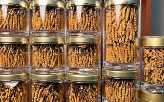 正宗冬蟲夏草能 “治” 哪些??？科學(xué)認(rèn)知其輔助調(diào)理作用