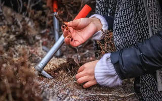 山上認(rèn)冬蟲夏草：從環(huán)境到細(xì)節(jié)，4 步避開 “偽蟲草”