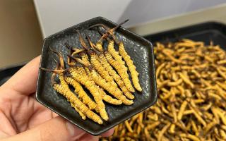 冬蟲夏草可以煲骨頭嗎？當(dāng)然可以！這樣做營(yíng)養(yǎng)翻倍